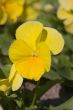 Sunny flower