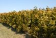 Thuja rows