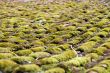 Moss - grown roof Abstract Background