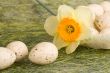 Basket with easter eggs and daffodil