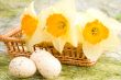 Daffodils in the basket and easter eggs