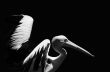 Pelican