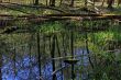 tree stump