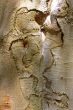 tree trunk