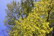 Beech in spring