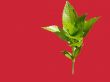 Background in green plant