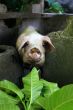 Curious a pig