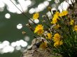 Yellow autumn flowers