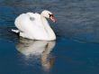 Swan`s Icy Swim