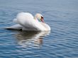 Swan