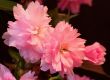 Japanese Cherry (Prunus serrulata `Kanzan`)