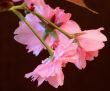 Japanese Cherry (Prunus serrulata `Kanzan`)