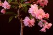 Japanese Cherry (Prunus serrulata `Kanzan`)