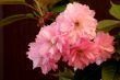 Japanese Cherry (Prunus serrulata `Kanzan`)
