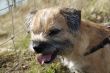 border terrier