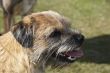 border terrier