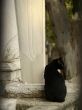 Black cat on muslim cemetery