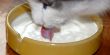 Cat drinking milk