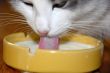 Cat drinking milk