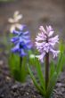 hyacinth flowers