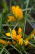 crocus flowers