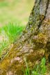 tree and green grass