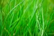 green grass