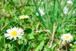 Floral meadow