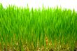 green grass