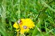 Shaggy beetle