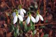 Snowdrops