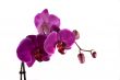 orchid