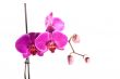 orchid