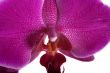 orchid