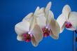 orchid