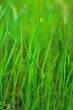 green grass