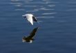 Seagull and reflection