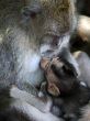 Family of monkeys