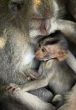 Family of monkeys