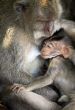 Family of monkeys