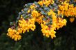 Berberis (Berberidaceae)