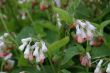 Comfrey (Symphytum officinale)