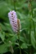 Bistort (Persicaria bistorta)