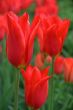 Tulipa (Red Shave)