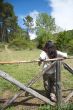 woman on the fence