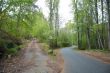 crossroads in the forest