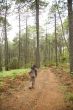 woman between great trees