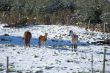 family horses on snow