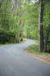 curves at the forest