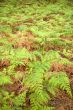 green and brown fern